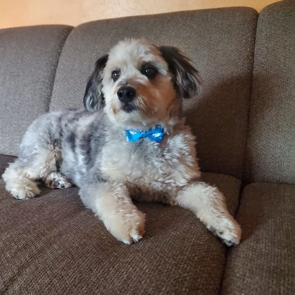 A fluffy grey-and-white dog wearing a blue bow tie, lying on a brown couch.